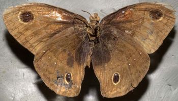 Media type: image;   Entomology 21991 Aspect: habitus ventral view